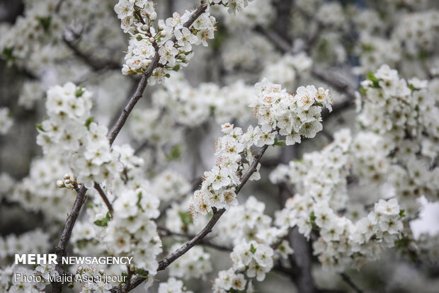 Early spring blossoms in Tehran