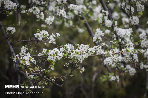 Early spring blossoms in Tehran