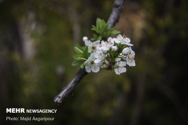 Early spring blossoms in Tehran