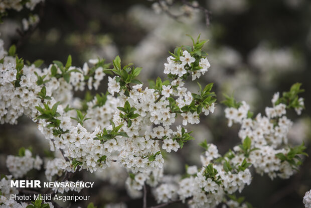 Early spring blossoms in Tehran