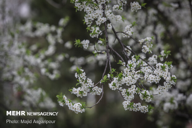 Early spring blossoms in Tehran