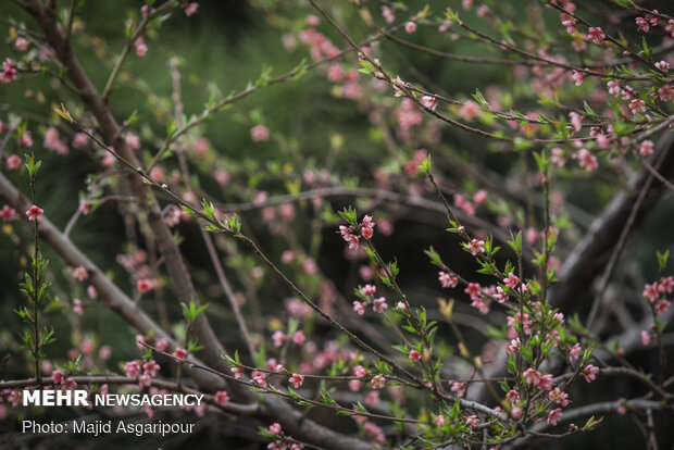 Early spring blossoms in Tehran