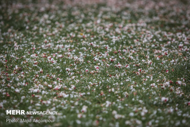 Early spring blossoms in Tehran