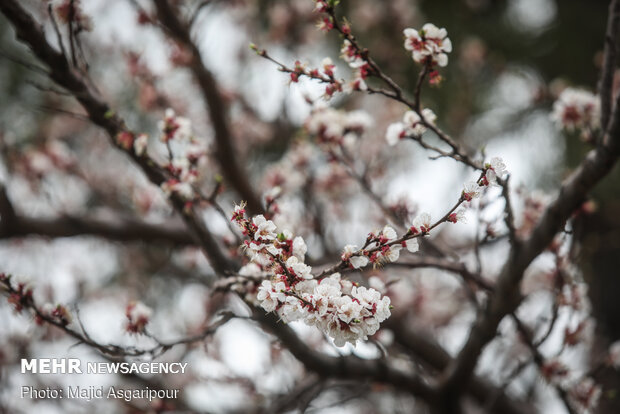 Early spring blossoms in Tehran