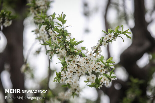 Early spring blossoms in Tehran