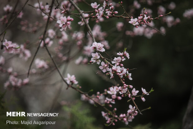 Early spring blossoms in Tehran