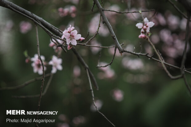 Early spring blossoms in Tehran