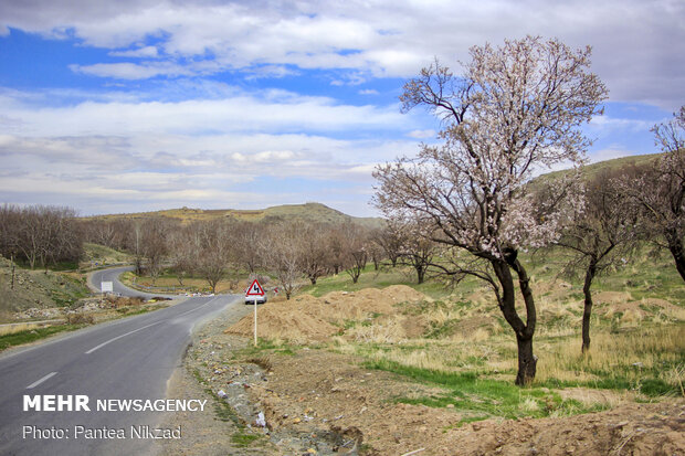 Spring blossoms in Chaharmahal and Bakhtiari Province
