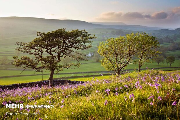 تصاویر بهاری از کشورهای مختلف دنیا