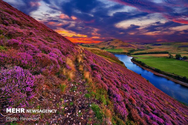 تصاویر بهاری از کشورهای مختلف دنیا