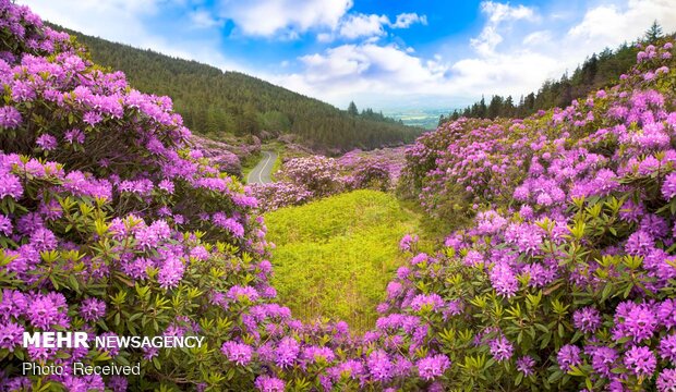 تصاویر بهاری از کشورهای مختلف دنیا