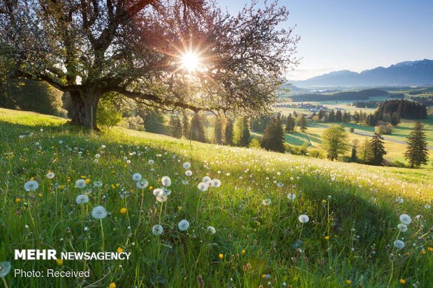 تصاویر بهاری از کشورهای مختلف دنیا
