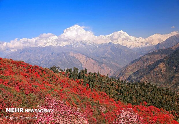 تصاویر بهاری از کشورهای مختلف دنیا