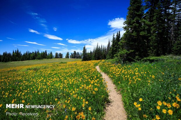 تصاویر بهاری از کشورهای مختلف دنیا