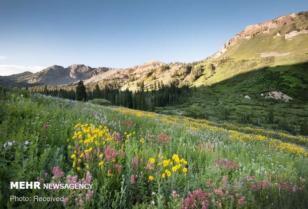 تصاویر بهاری از کشورهای مختلف دنیا