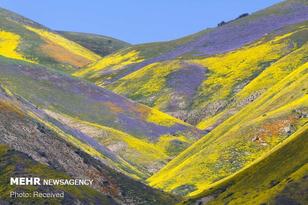 تصاویر بهاری از کشورهای مختلف دنیا