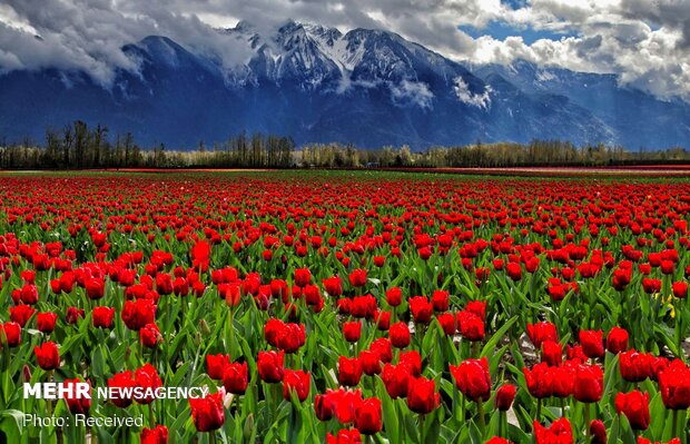 تصاویر بهاری از کشورهای مختلف دنیا