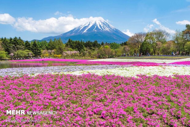 تصاویر بهاری از کشورهای مختلف دنیا
