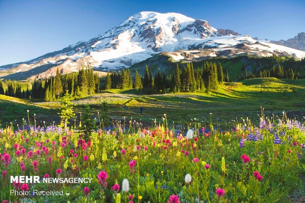 تصاویر بهاری از کشورهای مختلف دنیا