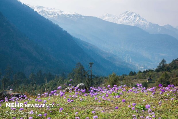 تصاویر بهاری از کشورهای مختلف دنیا
