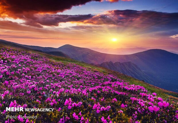 تصاویر بهاری از کشورهای مختلف دنیا