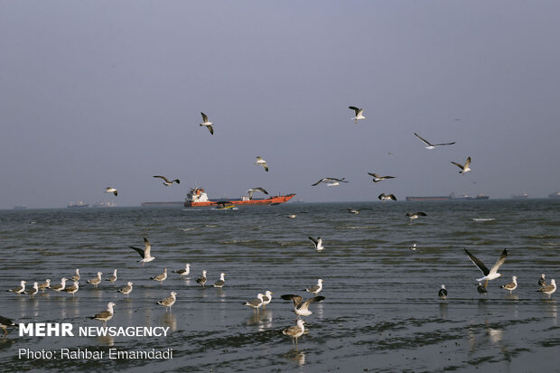 مرغان ماهی خوار سواحل بندرعباس