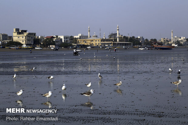مرغان ماهی خوار سواحل بندرعباس
