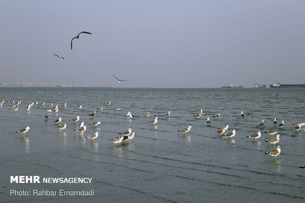 مرغان ماهی خوار سواحل بندرعباس