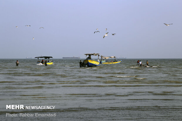 مرغان ماهی خوار سواحل بندرعباس