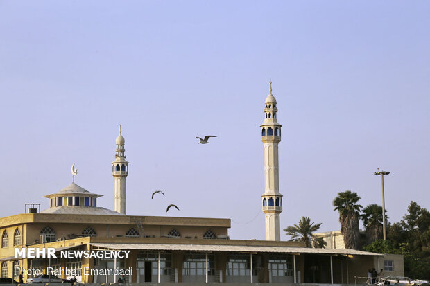مرغان ماهی خوار سواحل بندرعباس