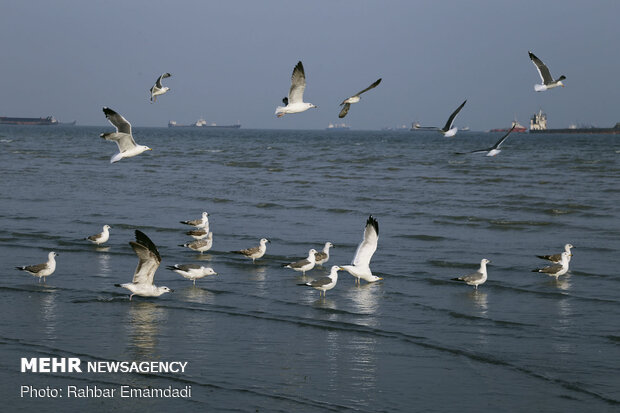 مرغان ماهی خوار سواحل بندرعباس