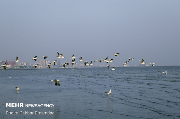 مرغان ماهی خوار سواحل بندرعباس