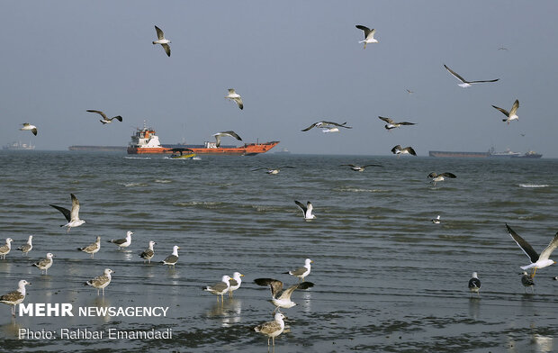 مرغان ماهی خوار سواحل بندرعباس