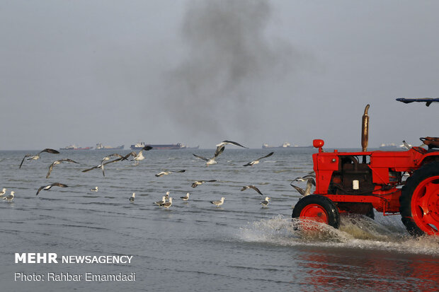 مرغان ماهی خوار سواحل بندرعباس