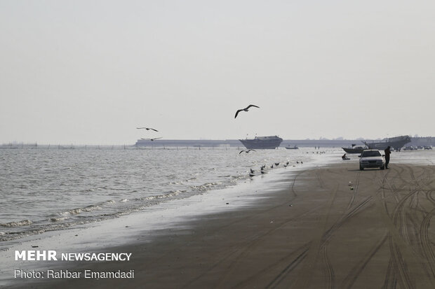 مرغان ماهی خوار سواحل بندرعباس