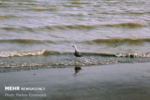 مرغان ماهی خوار سواحل بندرعباس