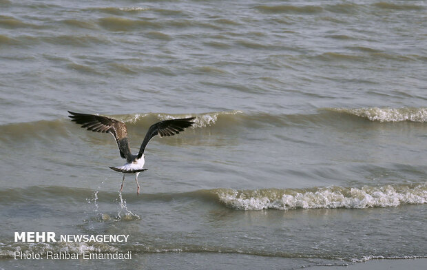 مرغان ماهی خوار سواحل بندرعباس