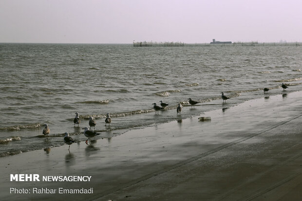 مرغان ماهی خوار سواحل بندرعباس