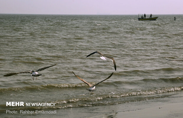 مرغان ماهی خوار سواحل بندرعباس
