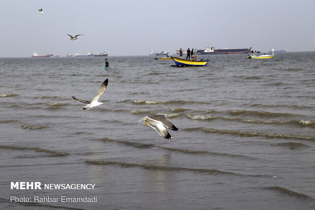 مرغان ماهی خوار سواحل بندرعباس