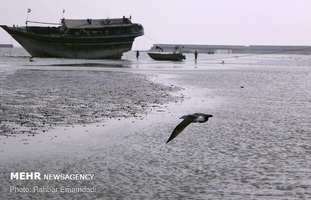 مرغان ماهی خوار سواحل بندرعباس