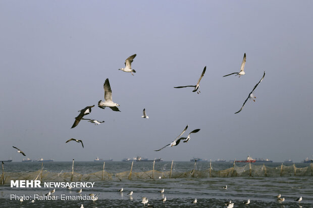 مرغان ماهی خوار سواحل بندرعباس