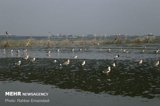 مرغان ماهی خوار سواحل بندرعباس