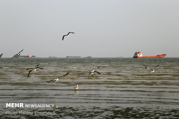 مرغان ماهی خوار سواحل بندرعباس
