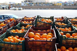 ۳۲۳ تن میوه نوروزی در خوزستان توزیع شد