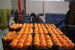 مصوبه جدید کارگروه تنظیم بازار در خصوص میوه شب عید/ قیمت پرتقال ۱۰۵۰۰تومان
