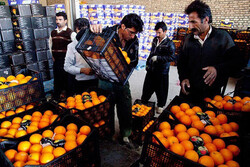 توزیع میوه شب عید از ۲۴ اسفند ماه در زنجان آغاز می شود