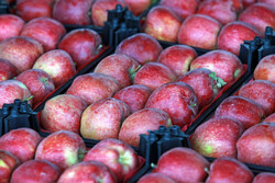 ۲۰۰ تن سیب درختی در سردخانه‌های استان هرمزگان ذخیره شد