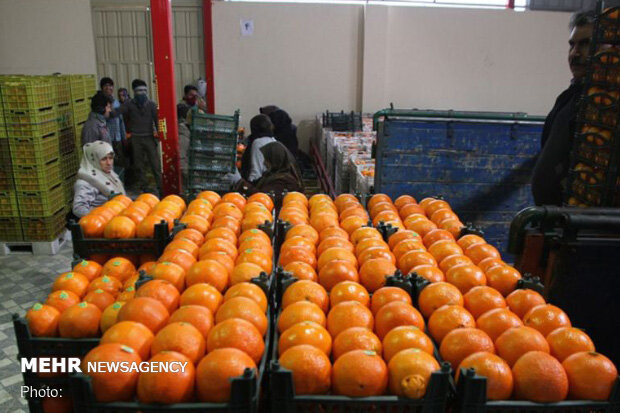 تامین میوه شب عید مردم گلستان/۴۰۰تن میوه تنظیم بازار توزیع می شود