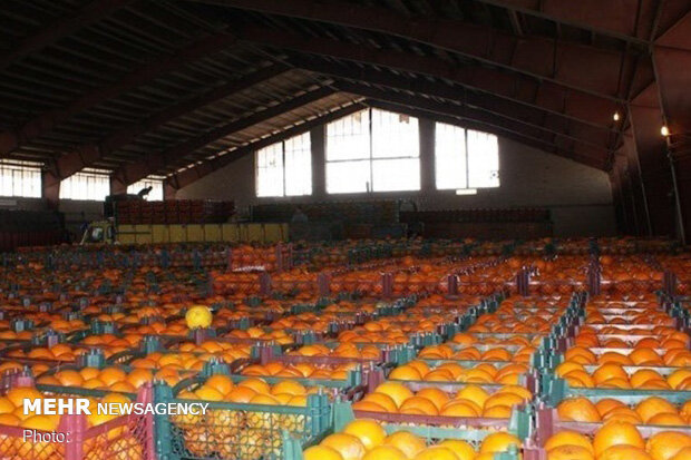 آغاز توزیع یک‌هزار تن پرتقال در آذربایجان‌شرقی